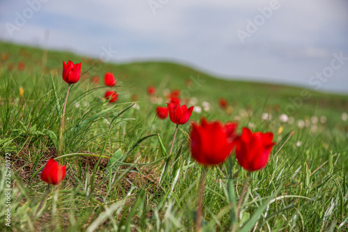 The picturesque spring flowering of wild dwarf tulips in the Kalmyk steppes.