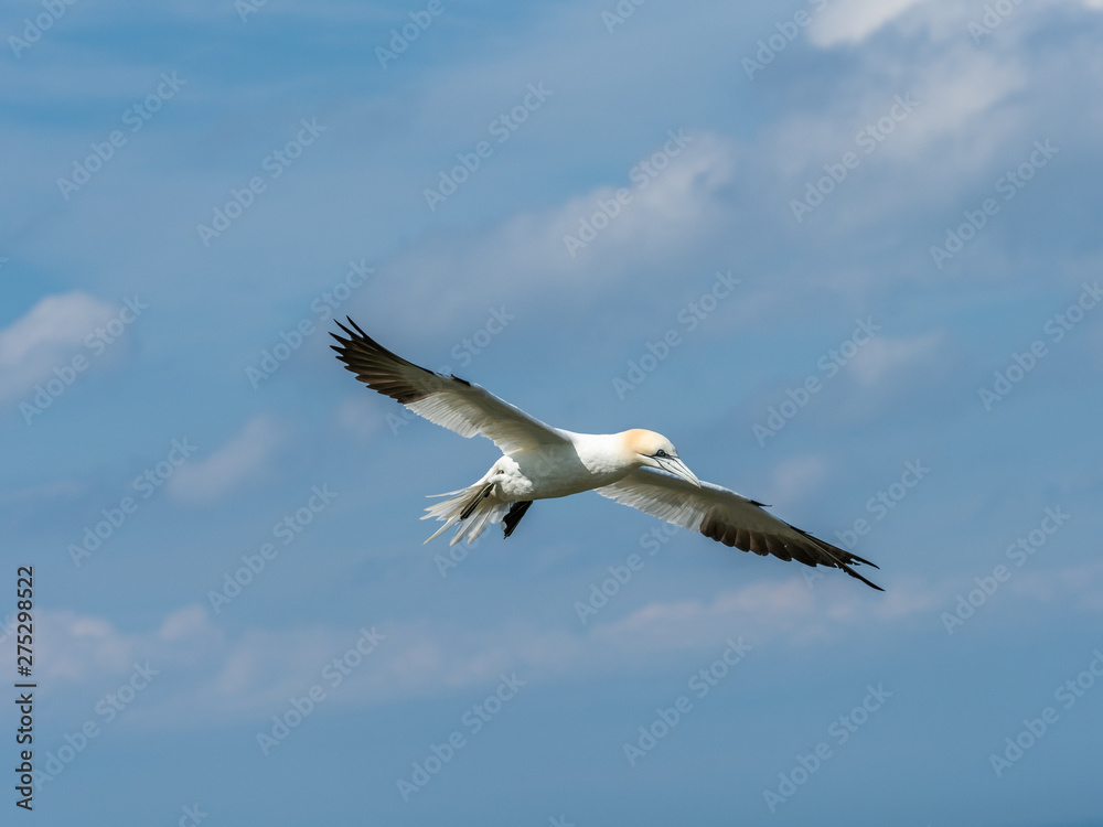 Fototapeta premium Northern gannets hovering on cliff tops.