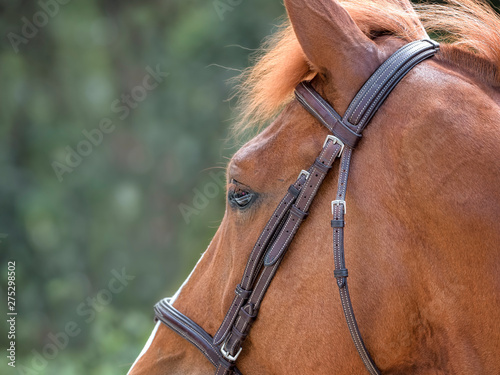Close-up of a beautiful horse in the field