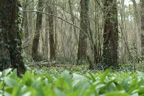 Dans les bois