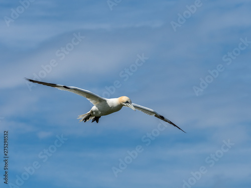 Northern gannets hovering on cliff tops.