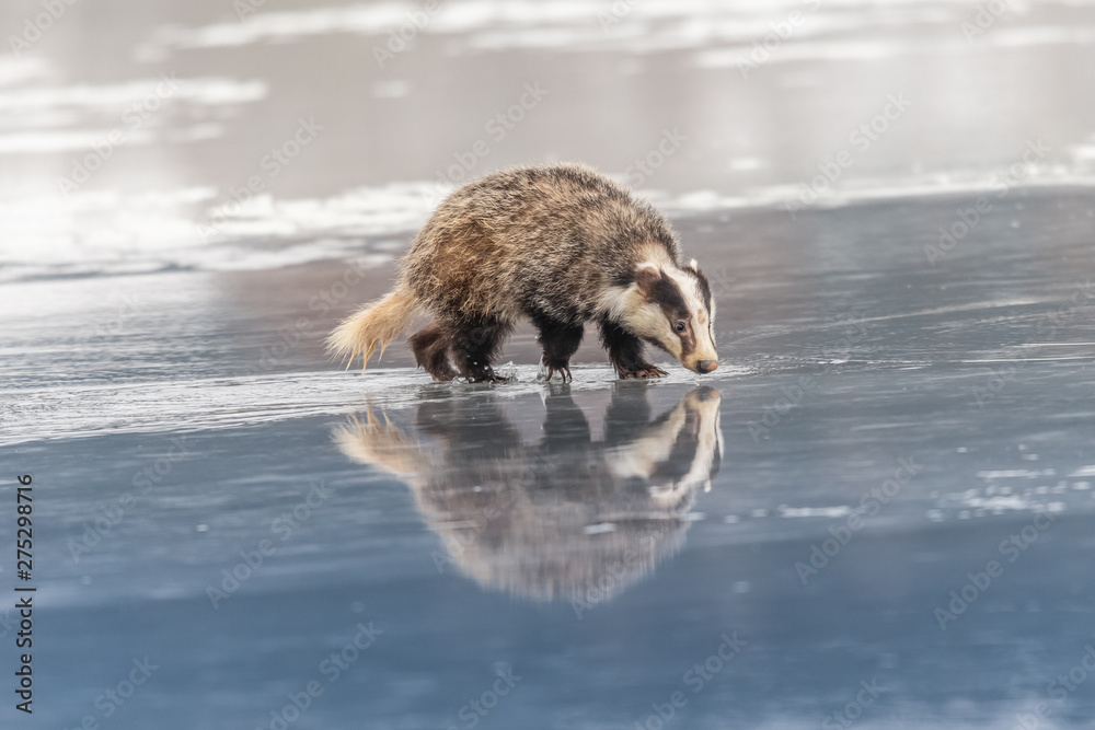 badger running in snow, winter scene with badger in snow badger running in snow, winter scene with badger in snow