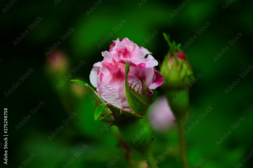 Lovely and romantic blooms of the Tea rose in the garden Lovely and romantic blooms of the Tea rose in the garden