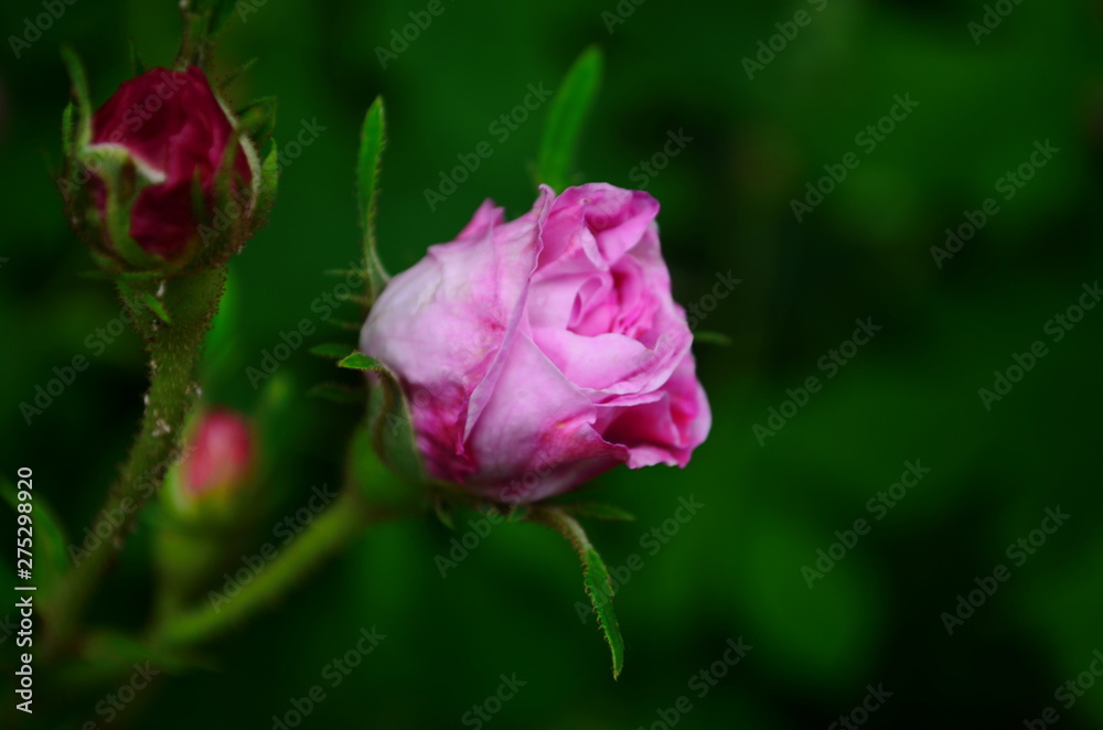 Lovely and romantic blooms of the Tea rose in the garden