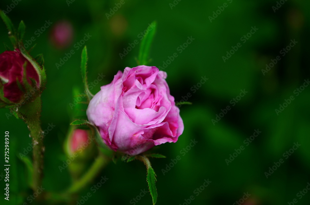 Lovely and romantic blooms of the Tea rose in the garden Lovely and romantic blooms of the Tea rose in the garden