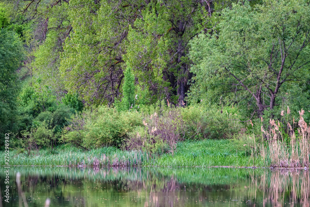 Peaceful landscape with green trees and cane on river bank Peaceful landscape with green trees and cane on river bank