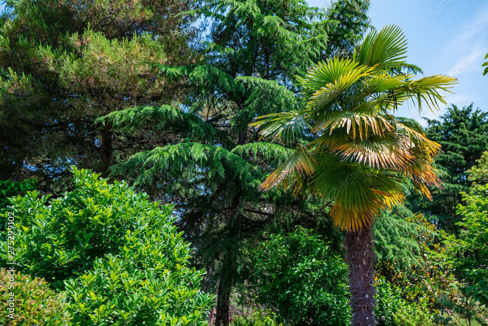 View of different green trees in park. Fir and palm tree together View of different green trees in park. Fir and palm tree together