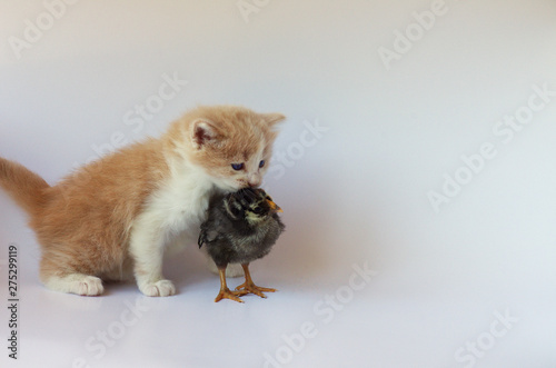 Orange Kitten With Baby Chick © Nona