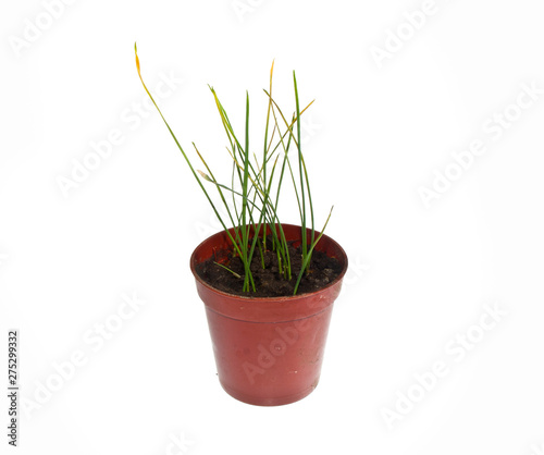 potted flower isolated on white background