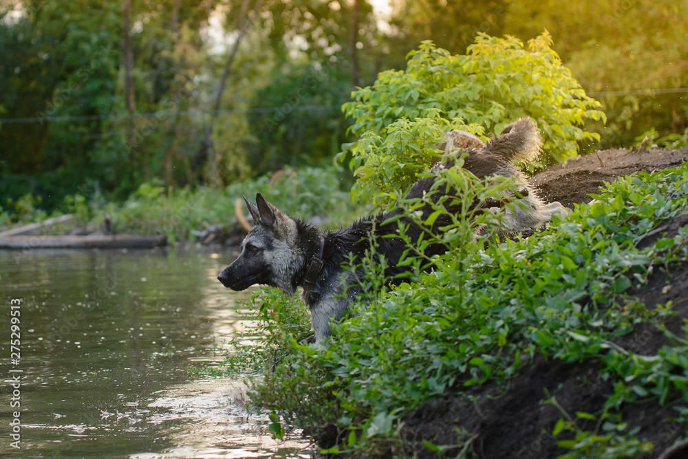 Wet German Shepherd playing on the water at sunset in the rays of the sun Wet German Shepherd playing on the water at sunset in the rays of the sun