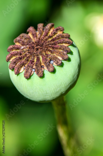 Poppy head from which drugs are made