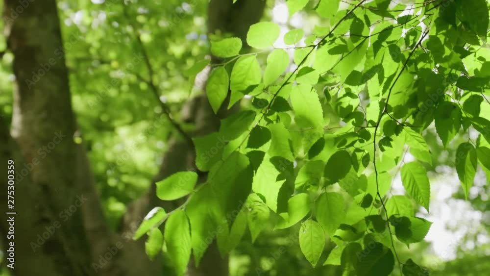 風に揺れる新緑の葉 風に揺れる新緑の葉