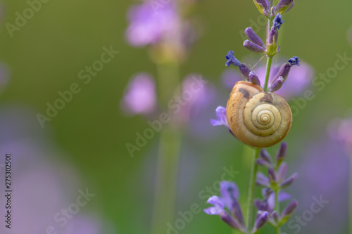 Small snail on the lavender grass stem. Macro shot.