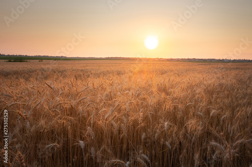 Beautiful dusk rural landscape. Wheat field against sunset sky.