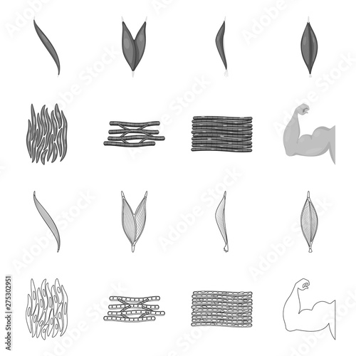 Vector illustration of fiber and muscular sign. Set of fiber and body vector icon for stock.
