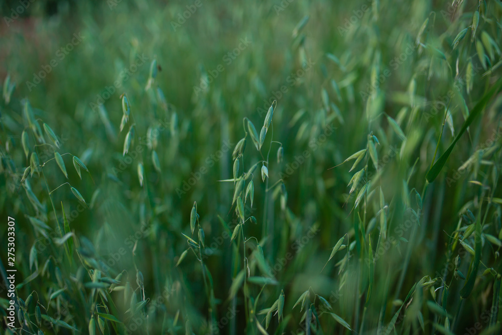 Obraz premium photo from a wheat field in late summer. Combine harvester is ready to assemble the body. Wheat is a grass, processed for its seed. grain - a small, solid, dry seed harvested for humans, animal consum