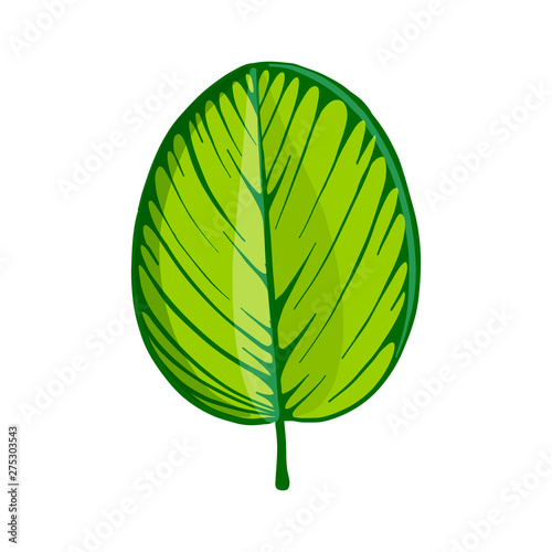 vector drawing tropical leaf