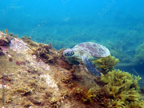 Turtle from tropical sea
