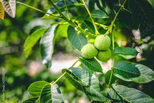 Walnuts in green shells on branches with bog leaves on a blurred background – Unripe healthy and nutritious nuts in the bright sun– New and fresh summer fruits