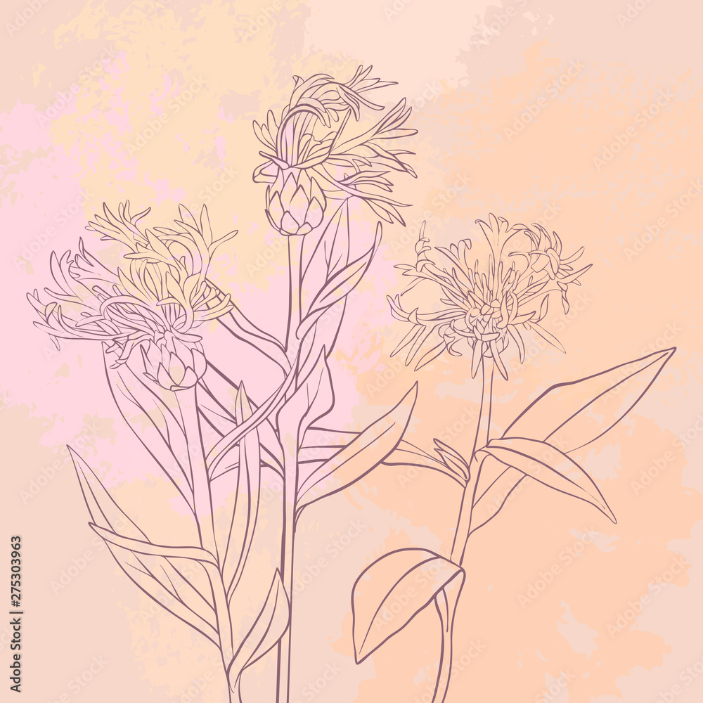 vector drawing flowers vector drawing flowers