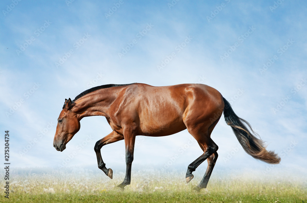 Obraz premium Bay horse in the field