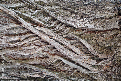 background texture bark of an old tree