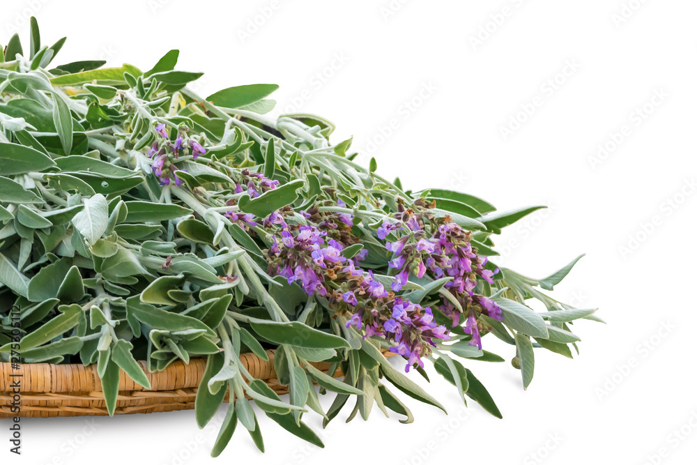 Fresh cut blooming sage on a wicker wooden tray. A bunch of kitchen herb salvia isolated on white background Fresh cut blooming sage on a wicker wooden tray. A bunch of kitchen herb salvia isolated on white background