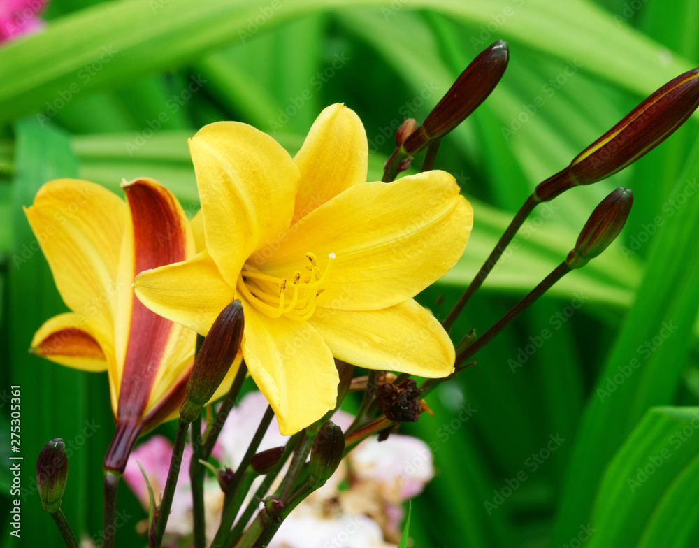 Obraz premium Day Lily.