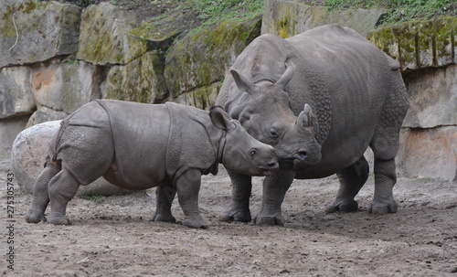 mother and baby rhinoceroses in the forest