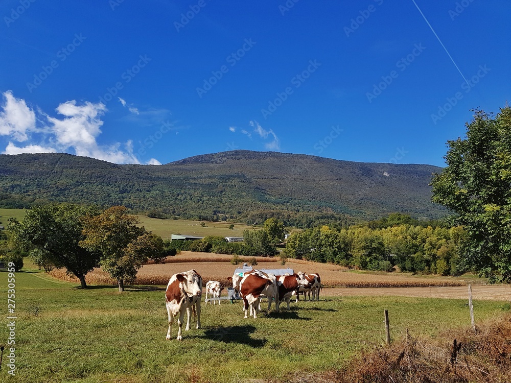 Obraz premium Vaches laitières en montagne