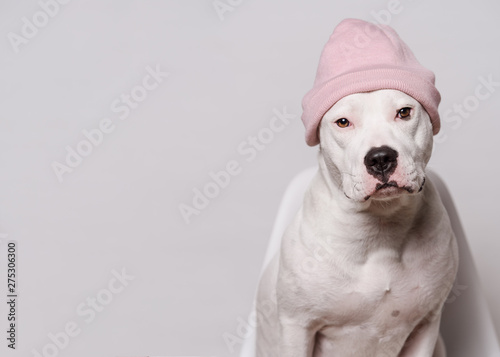 Foto Portrait of white pitbull terrier in pink hat sitting  in front of white background