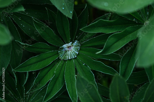 Green leaf with drops of drew background. Closeup  macro