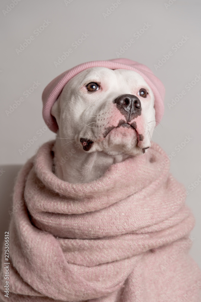 Portrait of white pitbull terrier in pink hat and scarf sitting  in front of white background. Cool dog