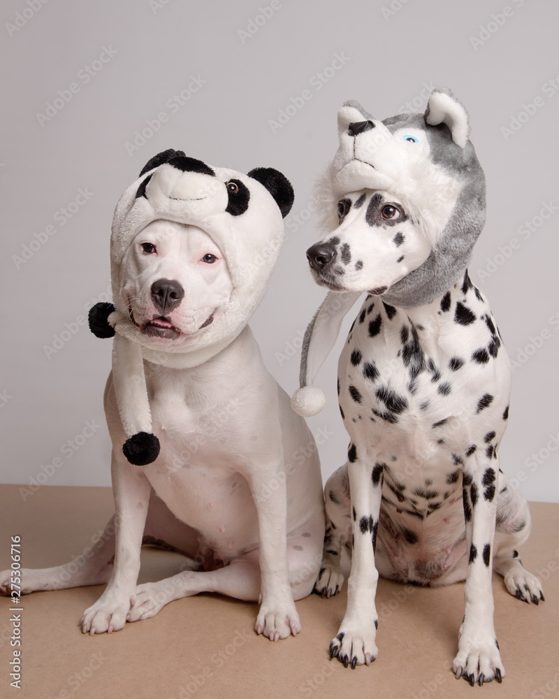 Two dogs in funny hats posing in front of camera on white background. White pitbull terrier and dalmatian dog in hats of panda and husky. Best friends. Party dogs