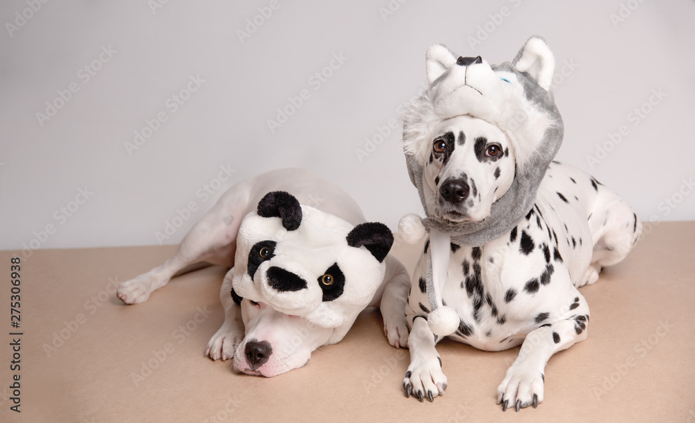 Two dogs in funny hats posing in front of camera on white background. White pitbull terrier and dalmatian dog in hats of panda and husky. Boring tired friend