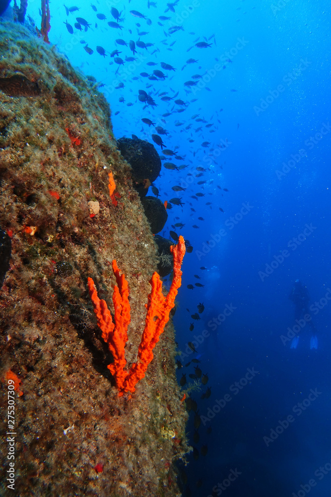red sponge over the reef