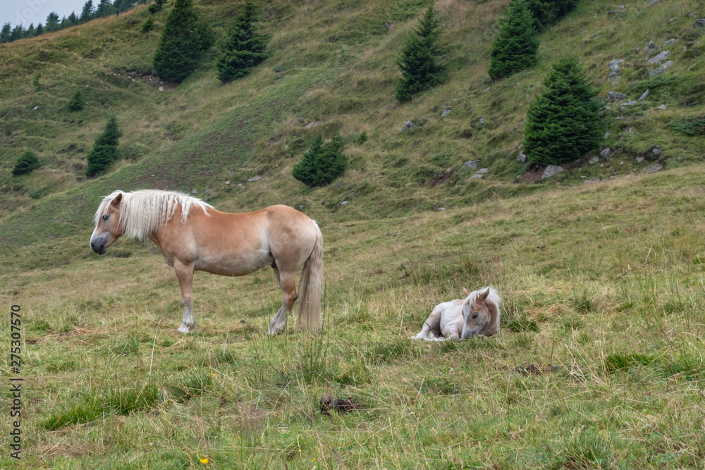 brown horses graze in the summer on the high alpine meadow