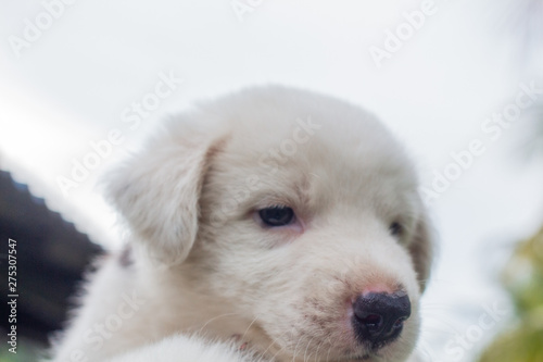 Thai bangkaew dog, cute white puppies in the garden and looking at the camera