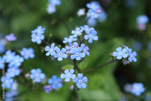 Nuage de fleurs