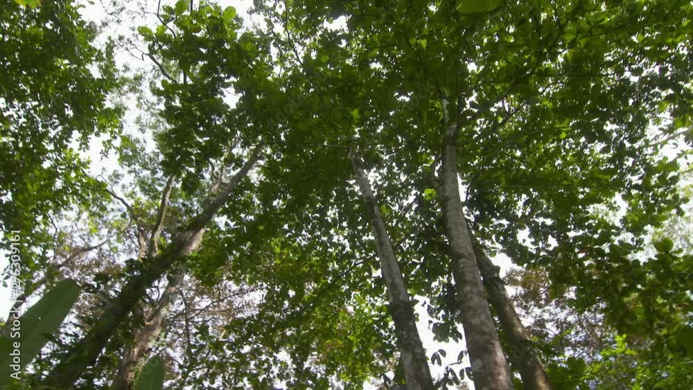 Medium low-angle rotating dolly shot of tall straight trunks of jungle trees and their lush green canopy leaves and branches against a white sky background, Tropical Rainforest, Costa Rica, Central Medium low-angle rotating dolly shot of tall straight trunks of jungle trees and their lush green canopy leaves and branches against a white sky background, Tropical Rainforest, Costa Rica, Central