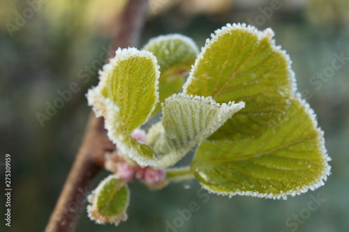 Feuille de givre