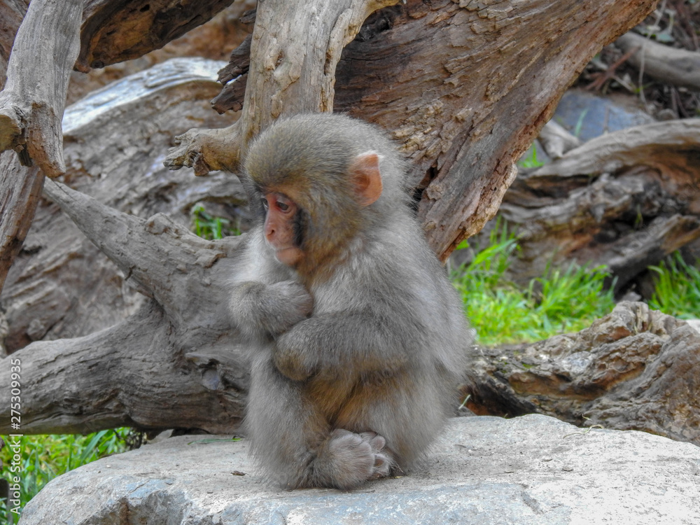 Baby Macaque Huddled Up