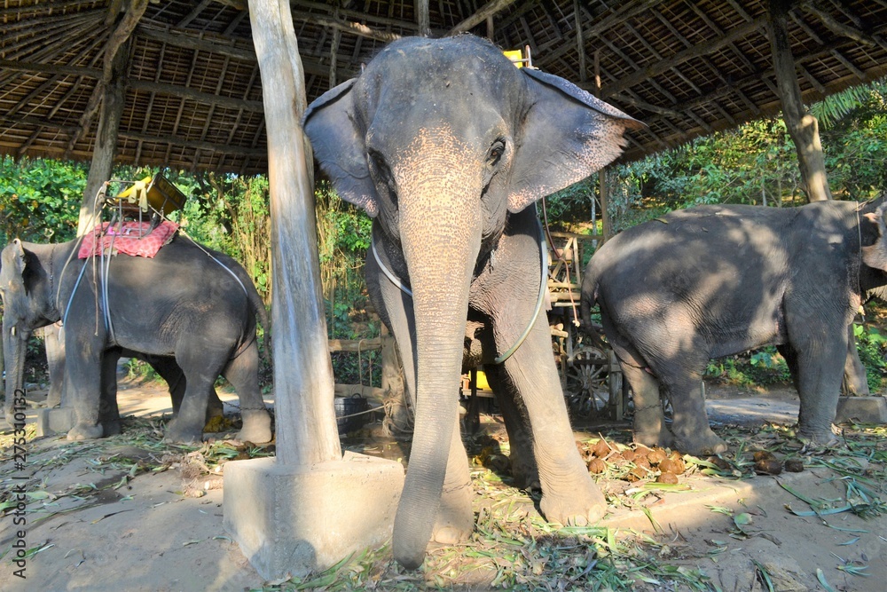 Elephant. Thailand - obrazy, fototapety, plakaty 