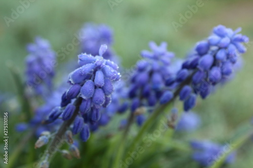 Fleurs gelées