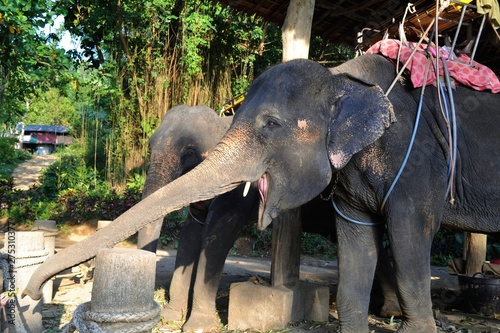 Elephant in Thailand.