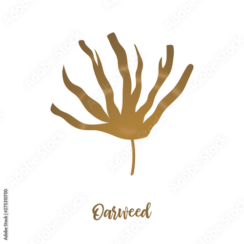 Laminaria Seaweed - brown algae. sea plant. realistic isolated on white. Kelp. vector illustration.
