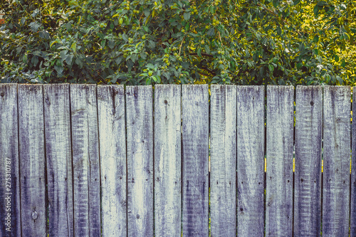 a wooden fence in the garden, behind an apple tree with green apples and their branches hanging down