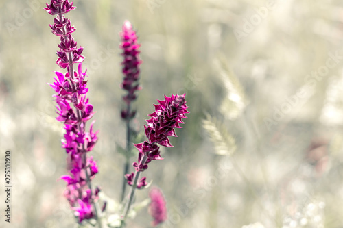 bright colorful flowers of lupine on a twig on a light background