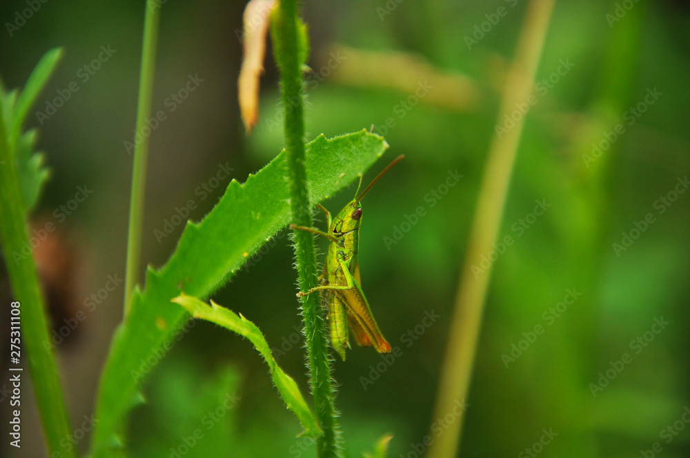 Green grasshopper sitting on grass stem Green grasshopper sitting on grass stem