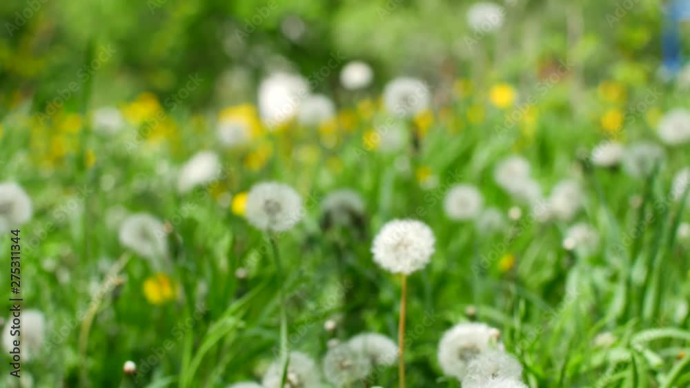 White fluffy dandelions, natural green spring background White fluffy dandelions, natural green spring background